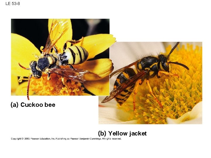 LE 53 -8 Cuckoo bee Yellow jacket 
