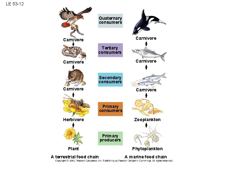 LE 53 -12 Quaternary consumers Carnivore Tertiary consumers Carnivore Secondary consumers Carnivore Primary consumers