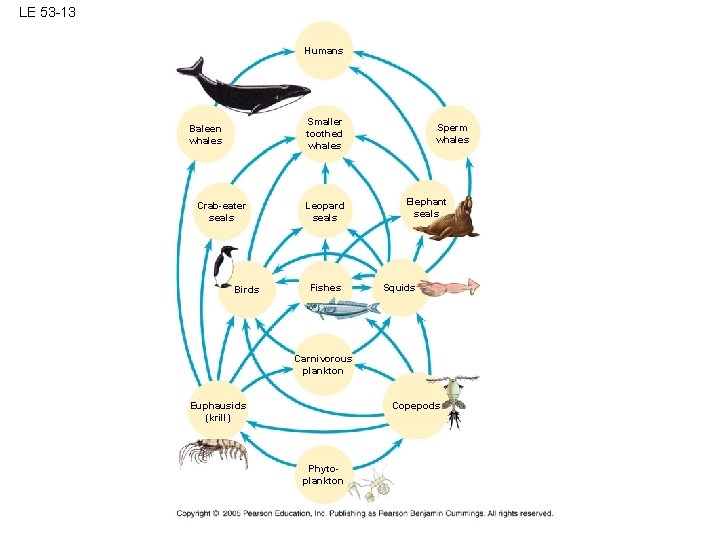 LE 53 -13 Humans Smaller toothed whales Baleen whales Crab-eater seals Birds Leopard seals