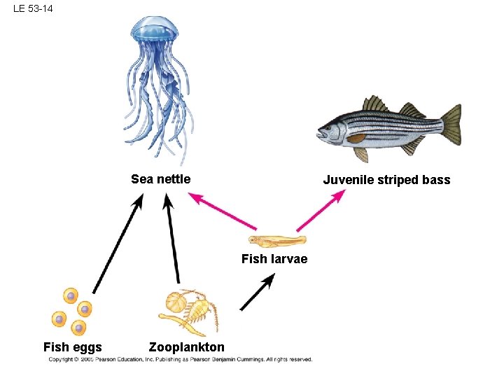 LE 53 -14 Sea nettle Juvenile striped bass Fish larvae Fish eggs Zooplankton 