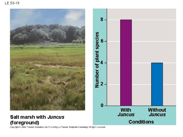 LE 53 -19 Number of plant species 8 6 4 2 0 Salt marsh