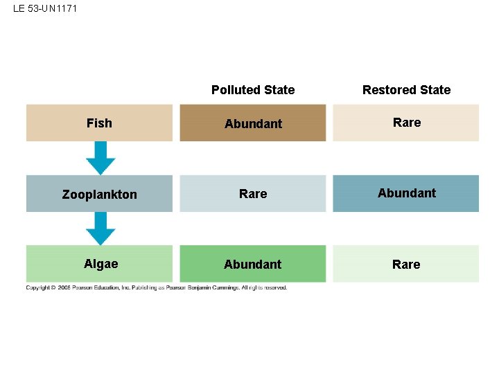 LE 53 -UN 1171 Polluted State Restored State Fish Abundant Rare Zooplankton Rare Abundant