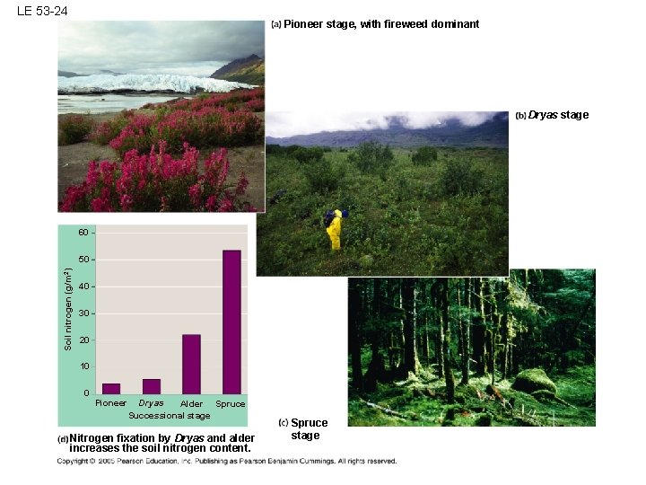 LE 53 -24 Pioneer stage, with fireweed dominant Dryas stage 60 Soil nitrogen (g/m