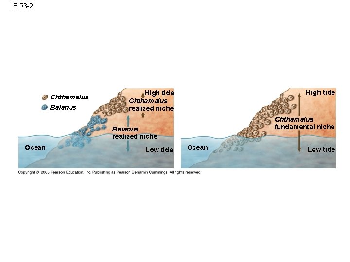 LE 53 -2 Chthamalus Balanus High tide Chthamalus realized niche Chthamalus fundamental niche Balanus