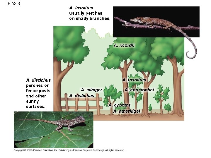 LE 53 -3 A. insolitus usually perches on shady branches. A. ricordii A. distichus