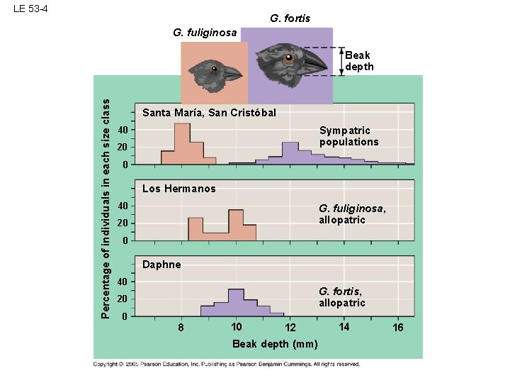 LE 53 -4 G. fortis G. fuliginosa Percentage of individuals in each size class