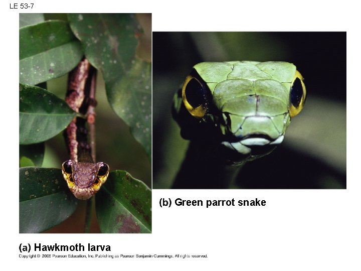 LE 53 -7 Green parrot snake Hawkmoth larva 