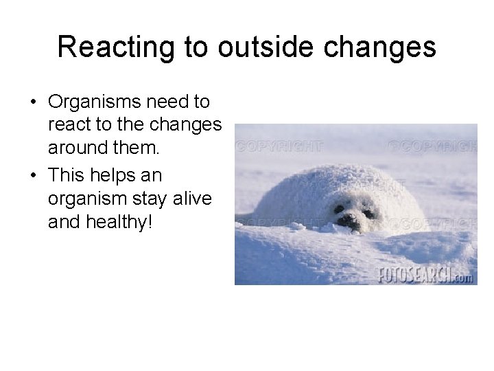 Reacting to outside changes • Organisms need to react to the changes around them.