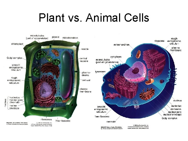 Plant vs. Animal Cells 