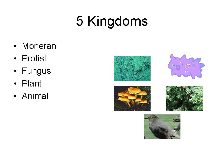 5 Kingdoms • • • Moneran Protist Fungus Plant Animal 