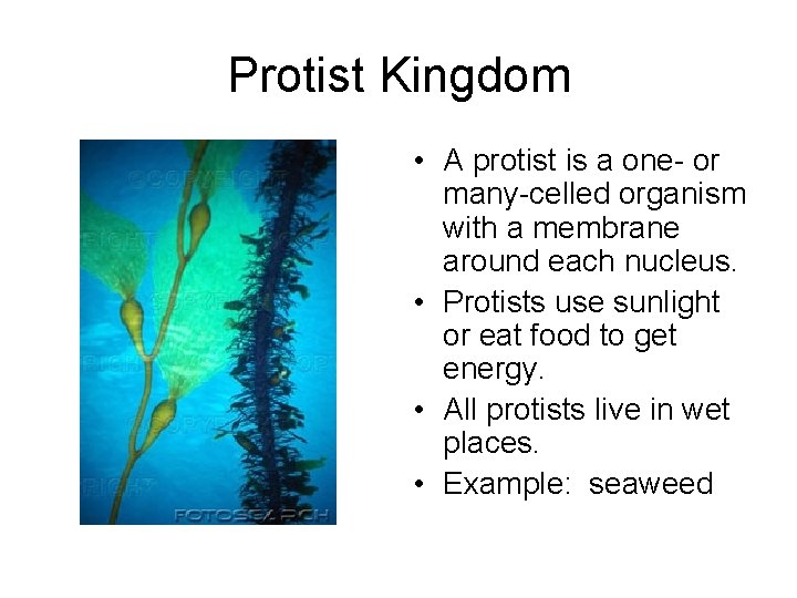 Protist Kingdom • A protist is a one- or many-celled organism with a membrane