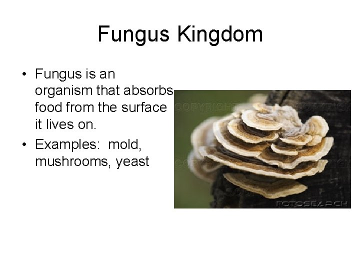 Fungus Kingdom • Fungus is an organism that absorbs food from the surface it