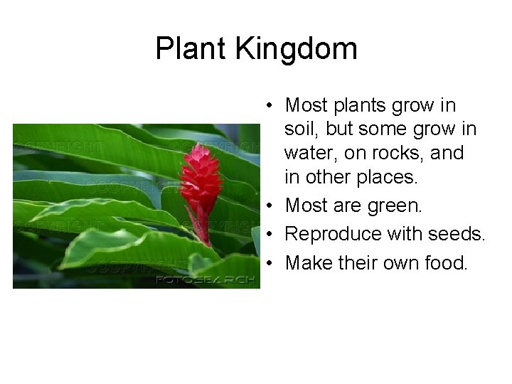 Plant Kingdom • Most plants grow in soil, but some grow in water, on