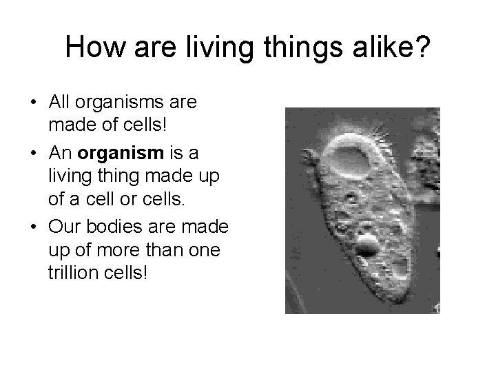How are living things alike? • All organisms are made of cells! • An