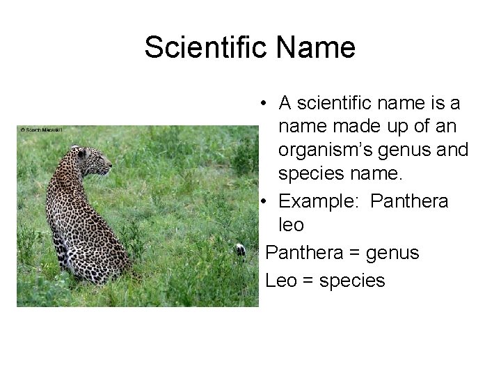 Scientific Name • A scientific name is a name made up of an organism’s