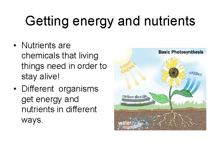 Getting energy and nutrients • Nutrients are chemicals that living things need in order