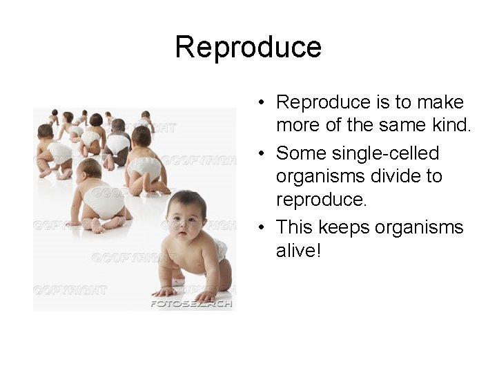 Reproduce • Reproduce is to make more of the same kind. • Some single-celled