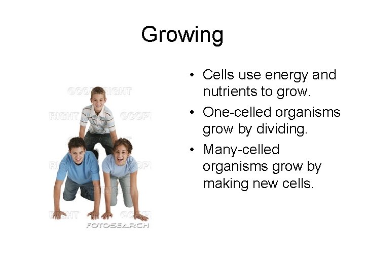 Growing • Cells use energy and nutrients to grow. • One-celled organisms grow by