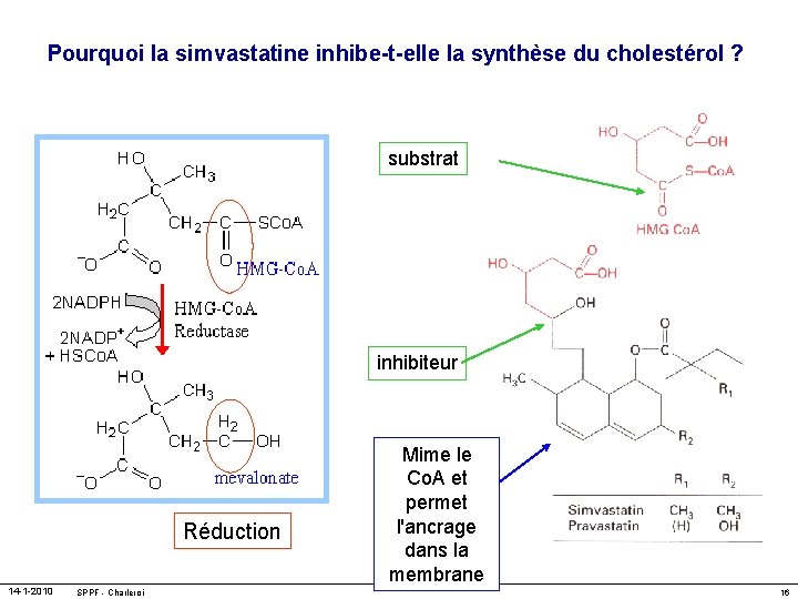 Pourquoi la simvastatine inhibe-t-elle la synthèse du cholestérol ? substrat inhibiteur Réduction 14 -1