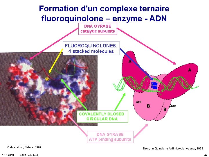 Formation d'un complexe ternaire fluoroquinolone – enzyme - ADN DNA GYRASE catalytic subunits FLUOROQUINOLONES: