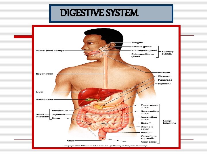 DIGESTIVE SYSTEM 