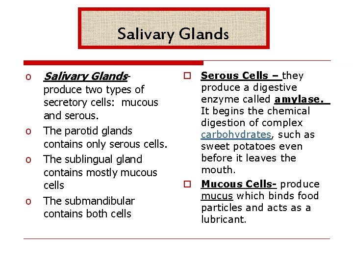 Salivary Glands o o Salivary Glands- produce two types of secretory cells: mucous and