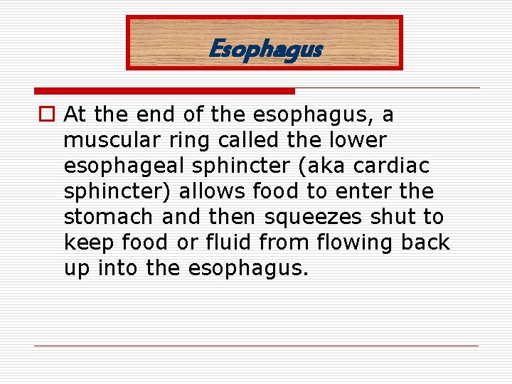 Esophagus o At the end of the esophagus, a muscular ring called the lower