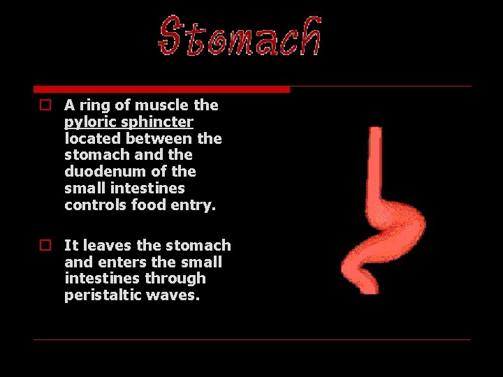 o A ring of muscle the pyloric sphincter located between the stomach and the