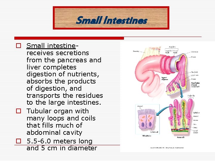 Small Intestines o Small intestinereceives secretions from the pancreas and liver completes digestion of