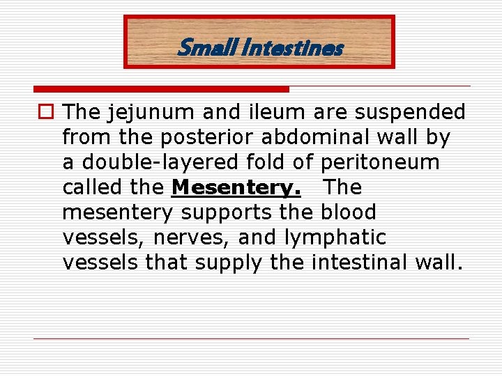Small Intestines o The jejunum and ileum are suspended from the posterior abdominal wall
