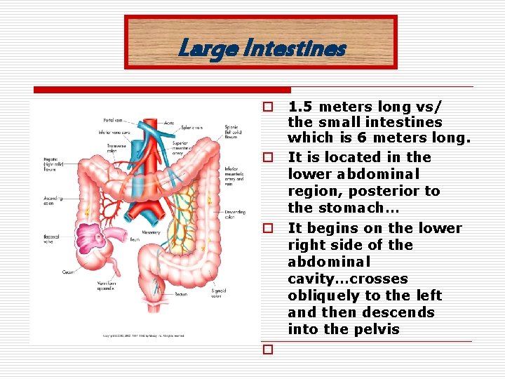 Large Intestines o o 1. 5 meters long vs/ the small intestines which is