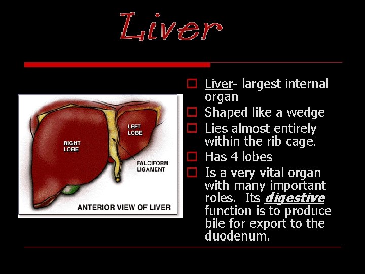 Liver o Liver- largest internal organ o Shaped like a wedge o Lies almost