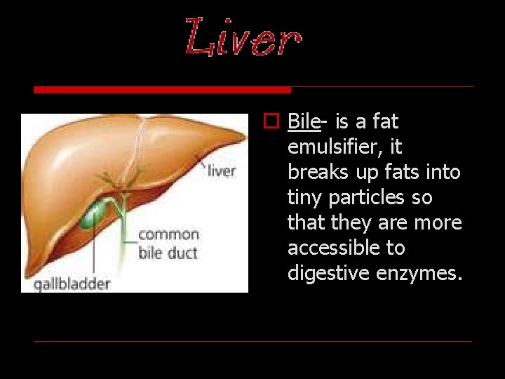 Liver o Bile- is a fat emulsifier, it breaks up fats into tiny particles