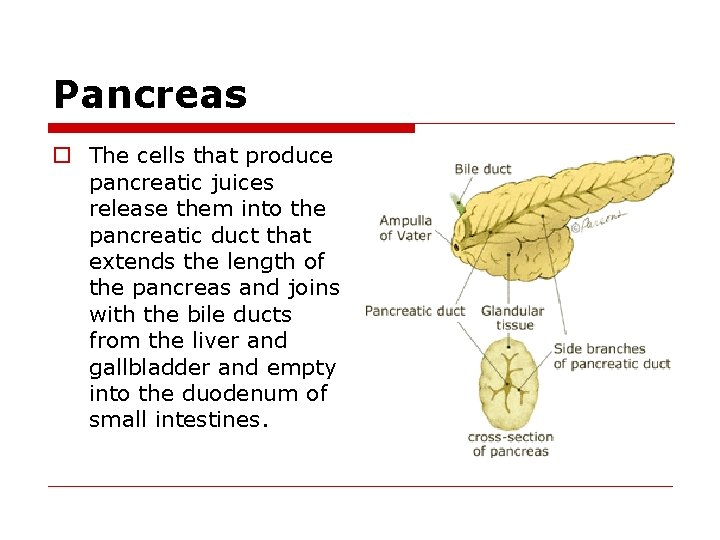 Pancreas o The cells that produce pancreatic juices release them into the pancreatic duct