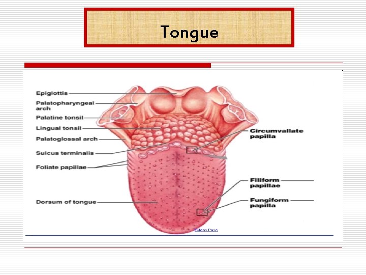 Tongue 