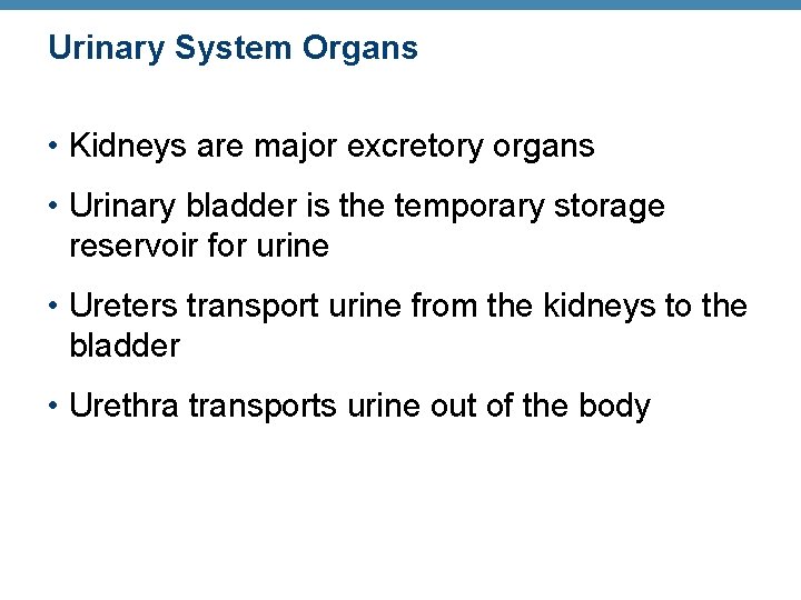 Urinary System Organs • Kidneys are major excretory organs • Urinary bladder is the