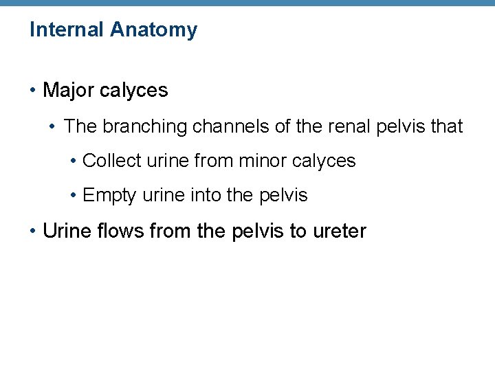 Internal Anatomy • Major calyces • The branching channels of the renal pelvis that