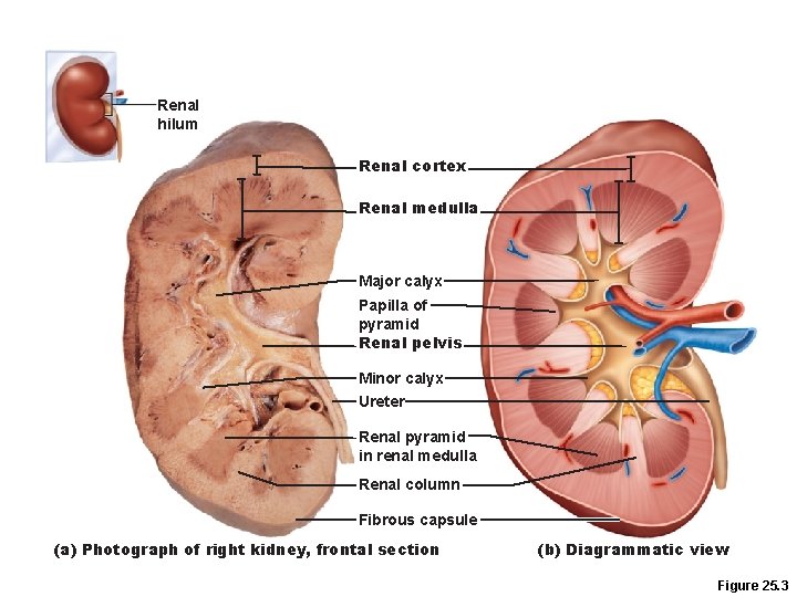 Renal hilum Renal cortex Renal medulla Major calyx Papilla of pyramid Renal pelvis Minor