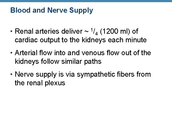 Blood and Nerve Supply • Renal arteries deliver ~ 1/4 (1200 ml) of cardiac