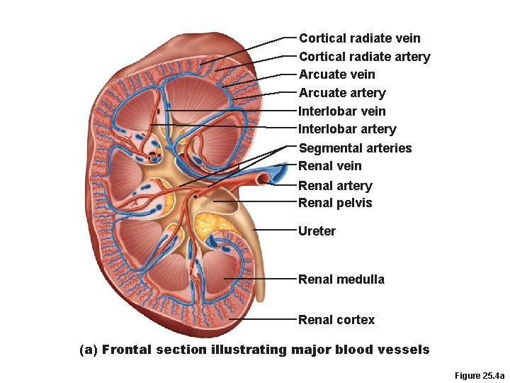 Cortical radiate vein Cortical radiate artery Arcuate vein Arcuate artery Interlobar vein Interlobar artery