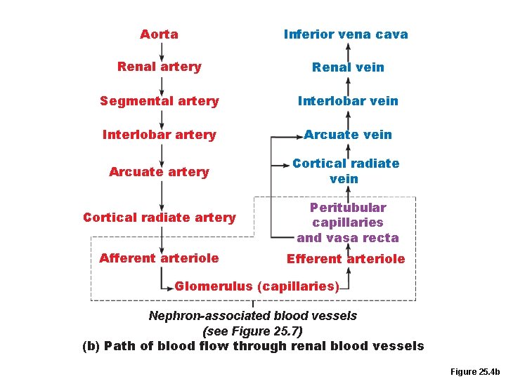 Aorta Inferior vena cava Renal artery Renal vein Segmental artery Interlobar vein Interlobar artery