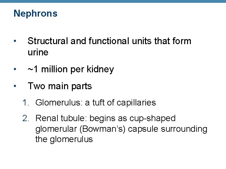 Nephrons • Structural and functional units that form urine • ~1 million per kidney
