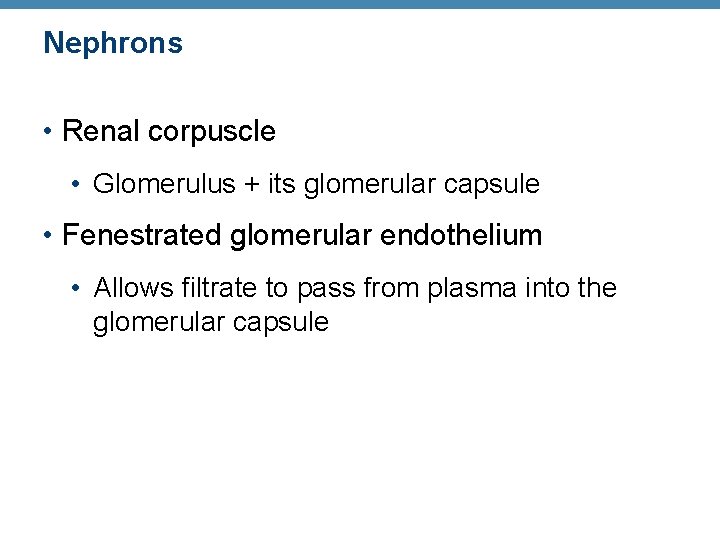 Nephrons • Renal corpuscle • Glomerulus + its glomerular capsule • Fenestrated glomerular endothelium
