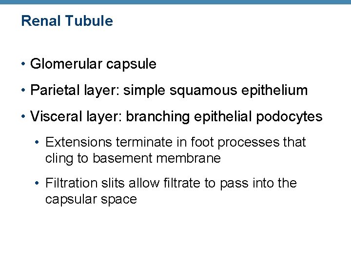 Renal Tubule • Glomerular capsule • Parietal layer: simple squamous epithelium • Visceral layer: