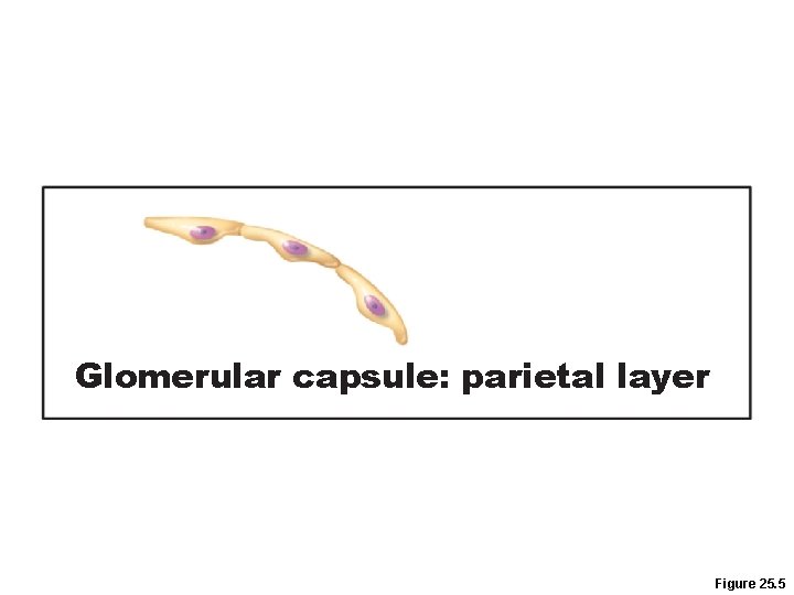 Glomerular capsule: parietal layer Figure 25. 5 