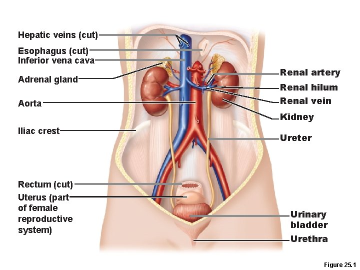 Hepatic veins (cut) Esophagus (cut) Inferior vena cava Adrenal gland Aorta Renal artery Renal