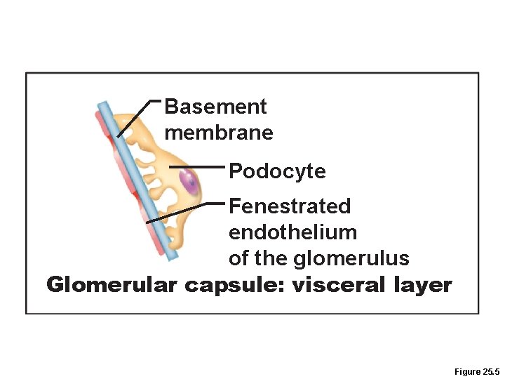 Basement membrane Podocyte Fenestrated endothelium of the glomerulus Glomerular capsule: visceral layer Figure 25.