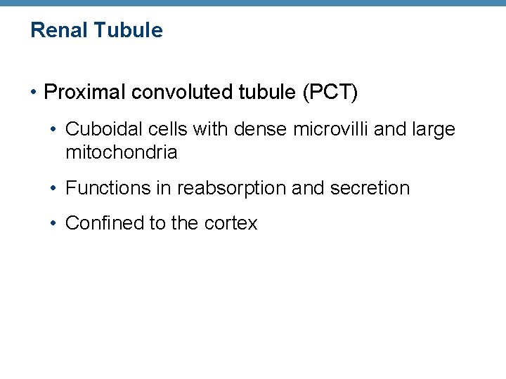 Renal Tubule • Proximal convoluted tubule (PCT) • Cuboidal cells with dense microvilli and