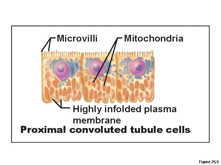 Microvilli Mitochondria Highly infolded plasma membrane Proximal convoluted tubule cells Figure 25. 5 