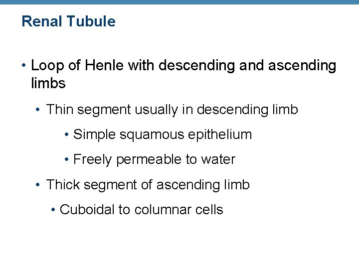 Renal Tubule • Loop of Henle with descending and ascending limbs • Thin segment
